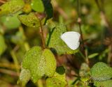 Creamy Small White