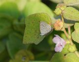 African Grass Blue