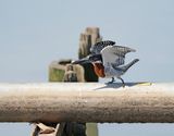 Afrikaanse Reuzenijsvogel / Giant Kingfisher