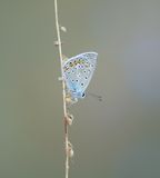 Icarusblauwtje / Common Blue