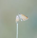 Zwartsprietdikkopje / Essex Skipper