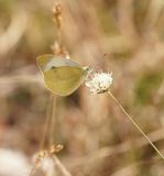 Scheefbloemwitje / Southern Small White