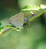 Eikenpage / Purple Hairstreak