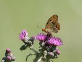 Bosrandparelmoervlinder / High Brown Fritillary