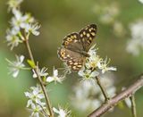 Bont Zandoogje / Speckled Wood
