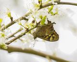 Bont Zandoogje / Speckled Wood