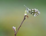 Oranjetipje / Orange-tip