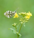 Oranjetipje / Orange-tip