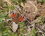 Dagpauwoog / Peacock Butterfly