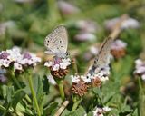 Cypriotisch Heliotroopblauwtje / Persian Grass Blue