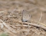 Cypriotisch Heliotroopblauwtje / Persian Grass Blue