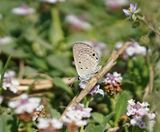 Cypriotisch Heliotroopblauwtje / Persian Grass Blue