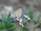 Cypriotisch Heliotroopblauwtje / Persian Grass Blue