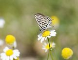 Klein Christusdoornblauwtje / Little Tiger Blue