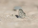 Klein Christusdoornblauwtje / Little Tiger Blue