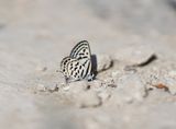 Klein Christusdoornblauwtje / Little Tiger Blue