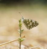 Resedawitje / Bath White