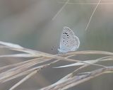 Oostelijk Amethistblauwtje / Dark Grass Blue
