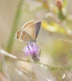 Tijgerblauwtje / Long-tailed Blue