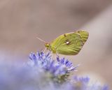 Oranje Luzerne / Clouded Yellow