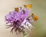 Dwergdikkopje / Lulworth Skipper 