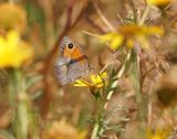 Cypriotisch Bruin Zandoogje / Cyprus Meadow Brown