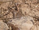 Cypriotisch Bruin Zandoogje / Cyprus Meadow Brown