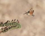 Kolibrievlinder / Hummingbird Hawk-moth