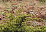 Cyprustapuit / Cyprus Wheatear