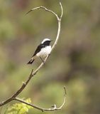 Cyprustapuit / Cyprus Wheatear