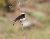 Cyprustapuit / Cyprus Wheatear
