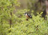 Maskerklauwier / Masked Shrike