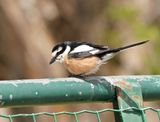 Maskerklauwier / Masked Shrike