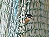 Maskerklauwier / Masked Shrike