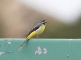 Grote Gele Kwikstaart / Grey Wagtail