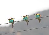 Bijeneter / European Bee-eater