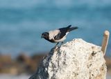 Bonte Kraai / Hooded Crow
