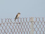Grauwe Vliegenvanger / Spotted Flycatcher