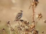 Graszanger / Zitting Cisticola