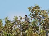 Cyprusgrasmus / Cyprus Warbler