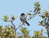 Cyprusgrasmus / Cyprus Warbler