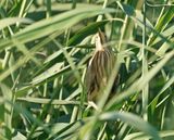 Woudaapje / Little Bittern