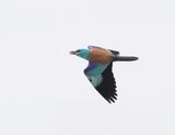 Scharrelaar / European Roller