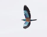 Scharrelaar / European Roller