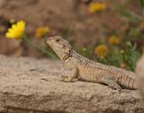 Cyprus Rotsagama / Cyprus Rock Agama