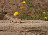Cyprus Rotsagama / Cyprus Rock Agama