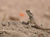 Cyprus Rotsagama / Cyprus Rock Agama