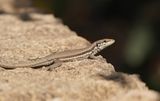 Troödoshagedis / Troodos Rock Lizard