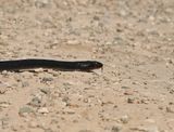 Zwarte Pijlslang / Black Whipsnake