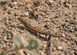 Slangooghagedis / Snake-eyed Lizard